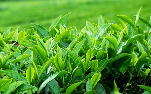 Cách chữa viêm lộ tuyến tại nhà bằng lá trà xanh