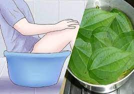 Trị bệnh khí hư với lá trầu không bằng cách ngâm rửa