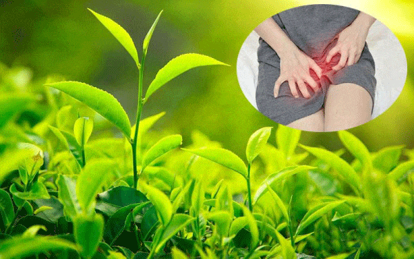 Bài thuốc chữa khí hư có mùi từ lá trà xanh