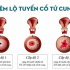 Tổng hợp những loại thuốc trị viêm lộ tuyến cổ tử cung